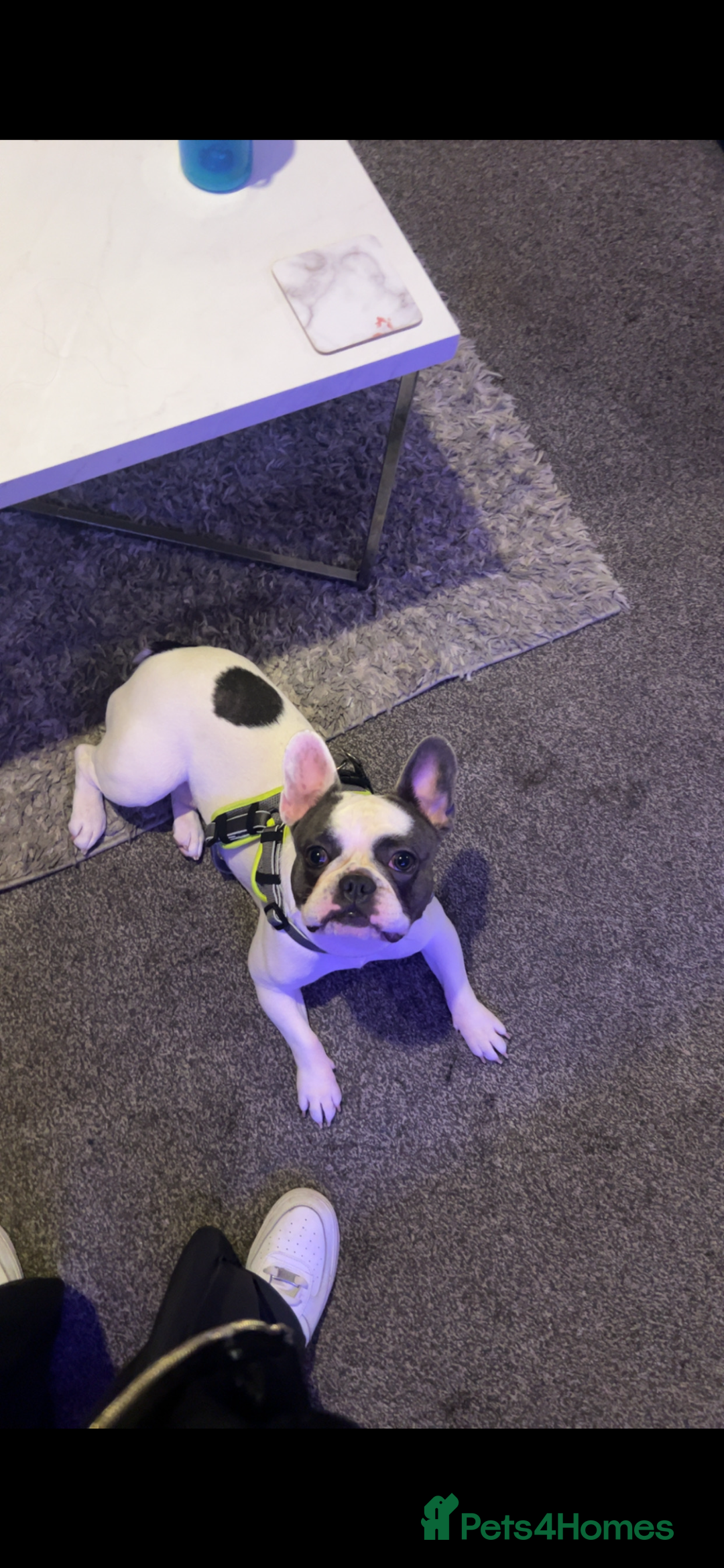 French Bulldog dogs for sale: Looking to rehome my beautiful reggie - Advert 2