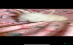 Angora rabbits for sale: Gorgeous fluffy little angora baby bunnies - Image 20