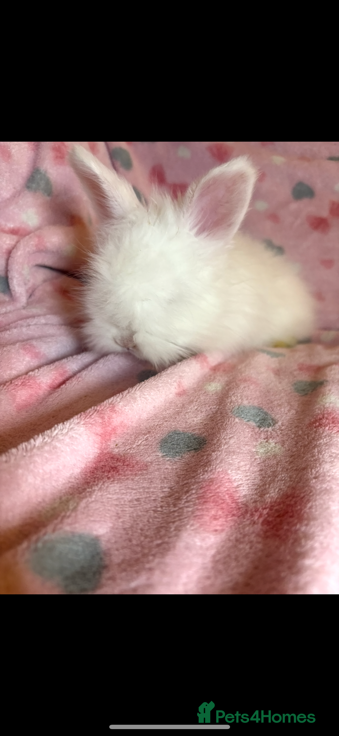 Angora rabbits for sale: Gorgeous fluffy little angora baby bunnies - Image 20