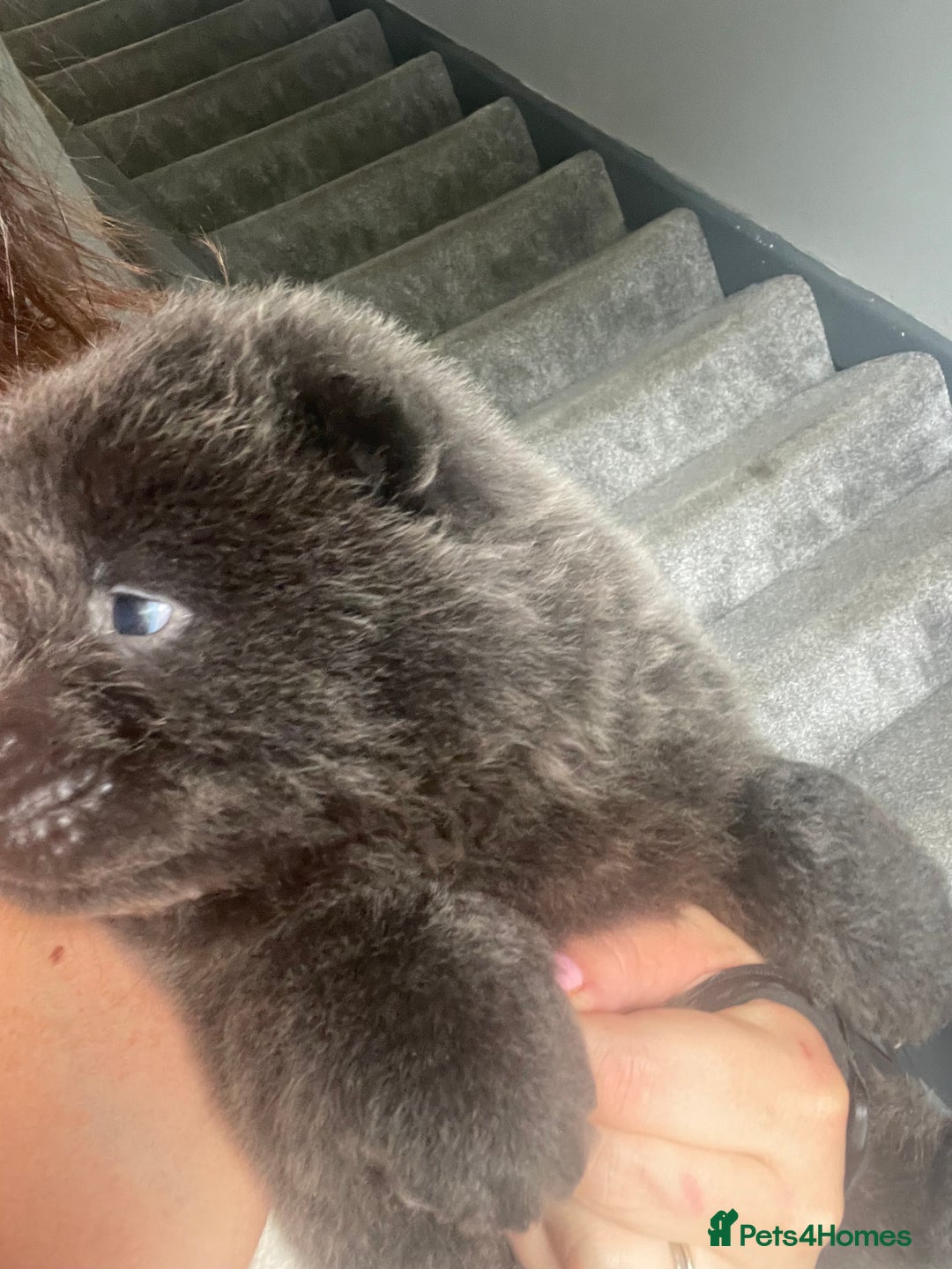 Chow Chow dogs for sale: Chow chow pups - Image 20