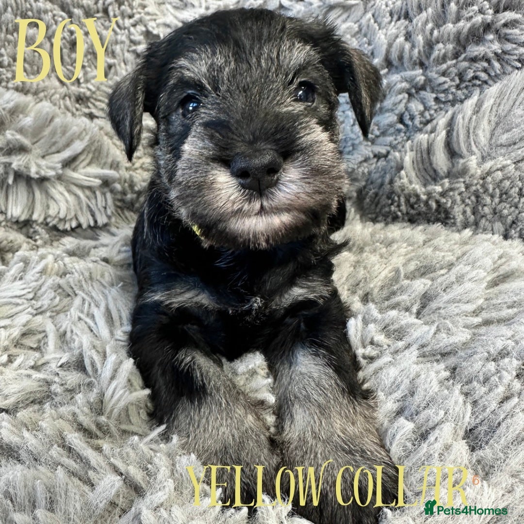 Miniature Schnauzer dogs for sale: Miniature Schnauzer puppies  - Advert 3