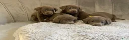 Labrador Retriever dogs for sale: Stunning silver Labradors ready now  - Advert 12