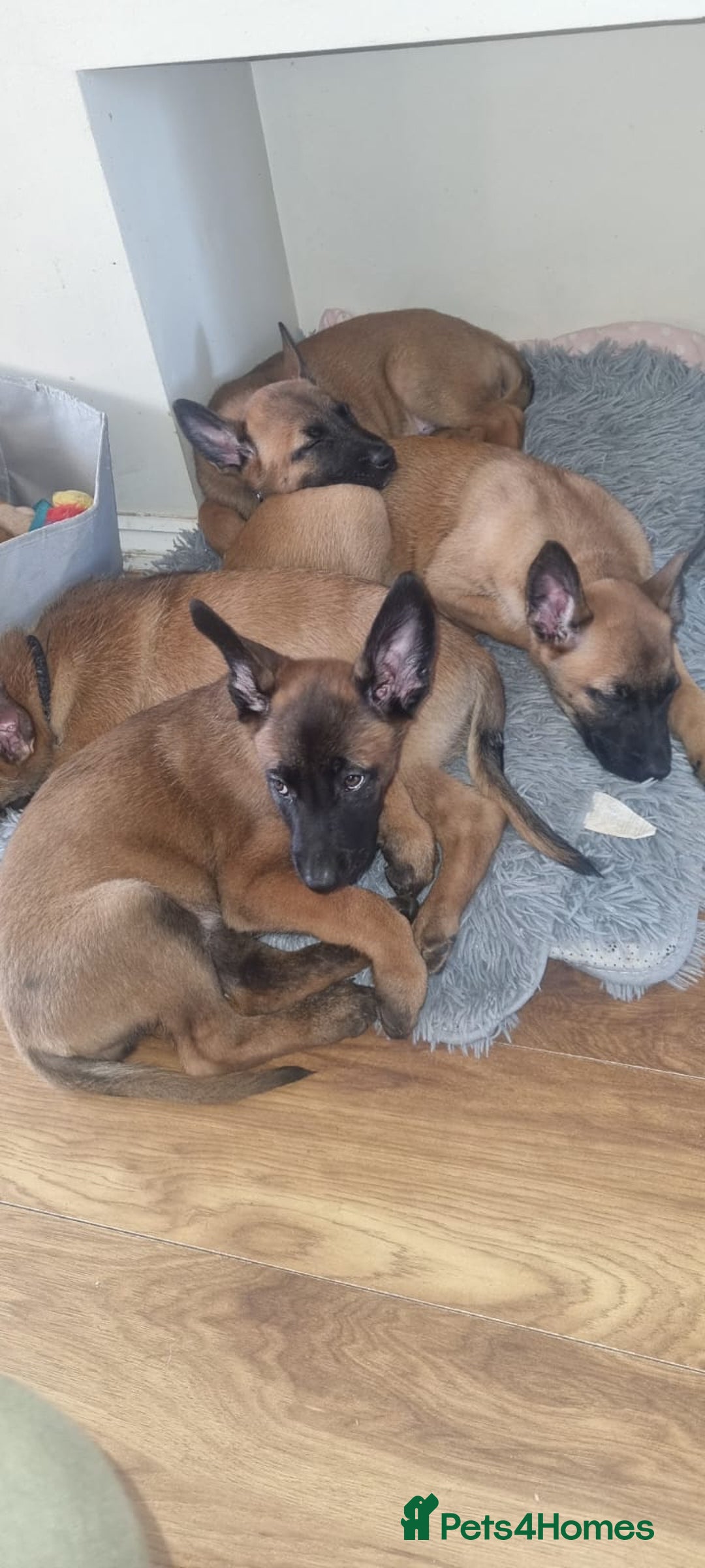 Belgian Shepherd Dog dogs for sale: Stunning Belgian Malinois Puppies - Advert 5