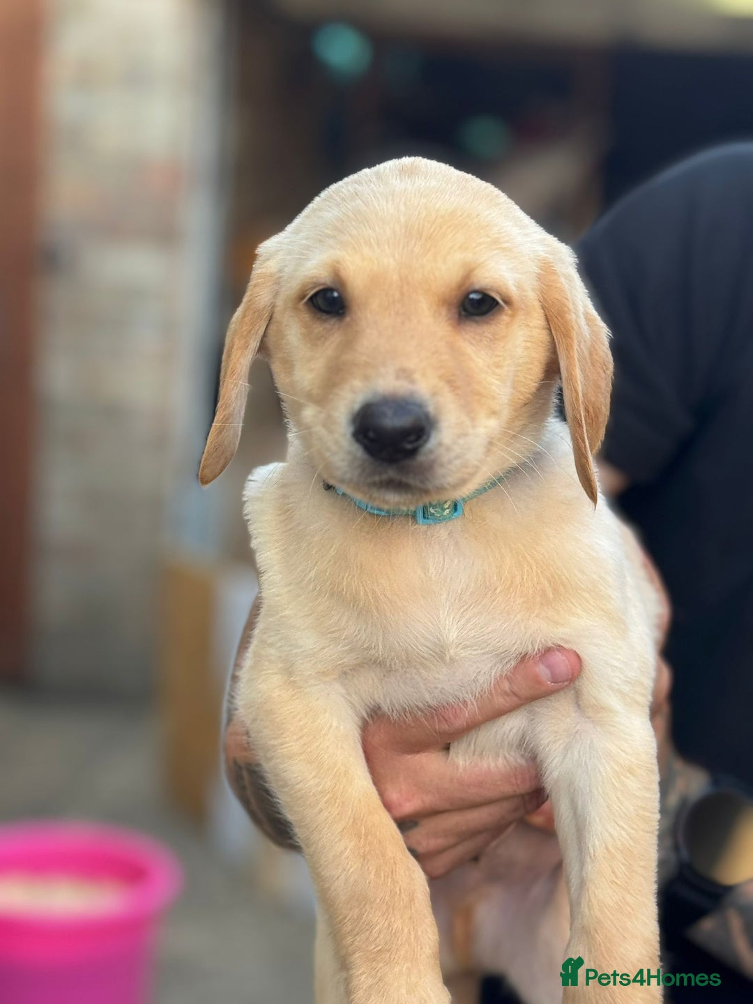 Labrador Retriever dogs for sale: Labrador Retriever puppies for sale - Image 10