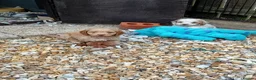 Cockapoo dogs for sale: Beautiful cockerpoos in Chichester - Advert 18