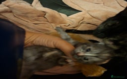 British Shorthair cats for sale: Gorgeous kittens - Image 2