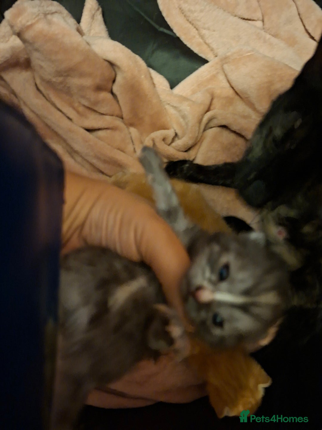 British Shorthair cats for sale: Gorgeous kittens - Image 2