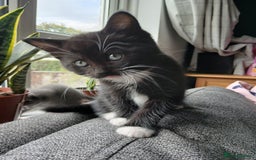 Mixed Breed cats for sale: Kittens  - Image 5