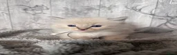 Ragdoll cats for sale: GCCF registered kittens - Advert 7
