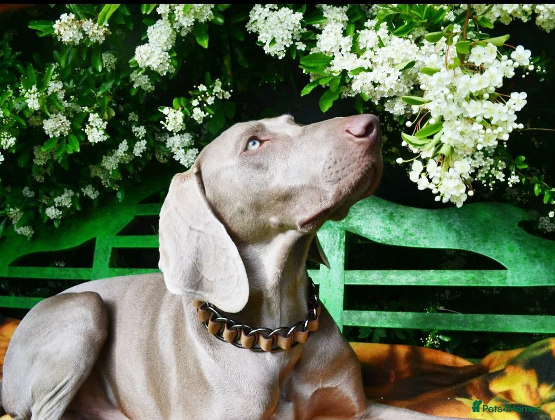 Weimaraner dogs for stud: 🔥super stud🔥Hipscored🔥KC reg in Woodbridge - Advert 14