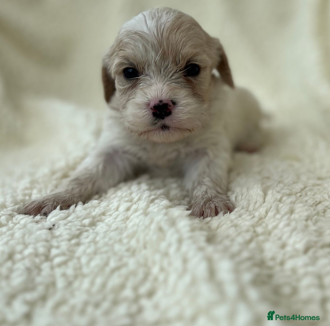 Cavachon dogs for sale: Beautiful Cavashon puppies  - Image 7