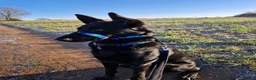 Mixed Breed dogs for sale: rehoming beloved dog - Advert 7