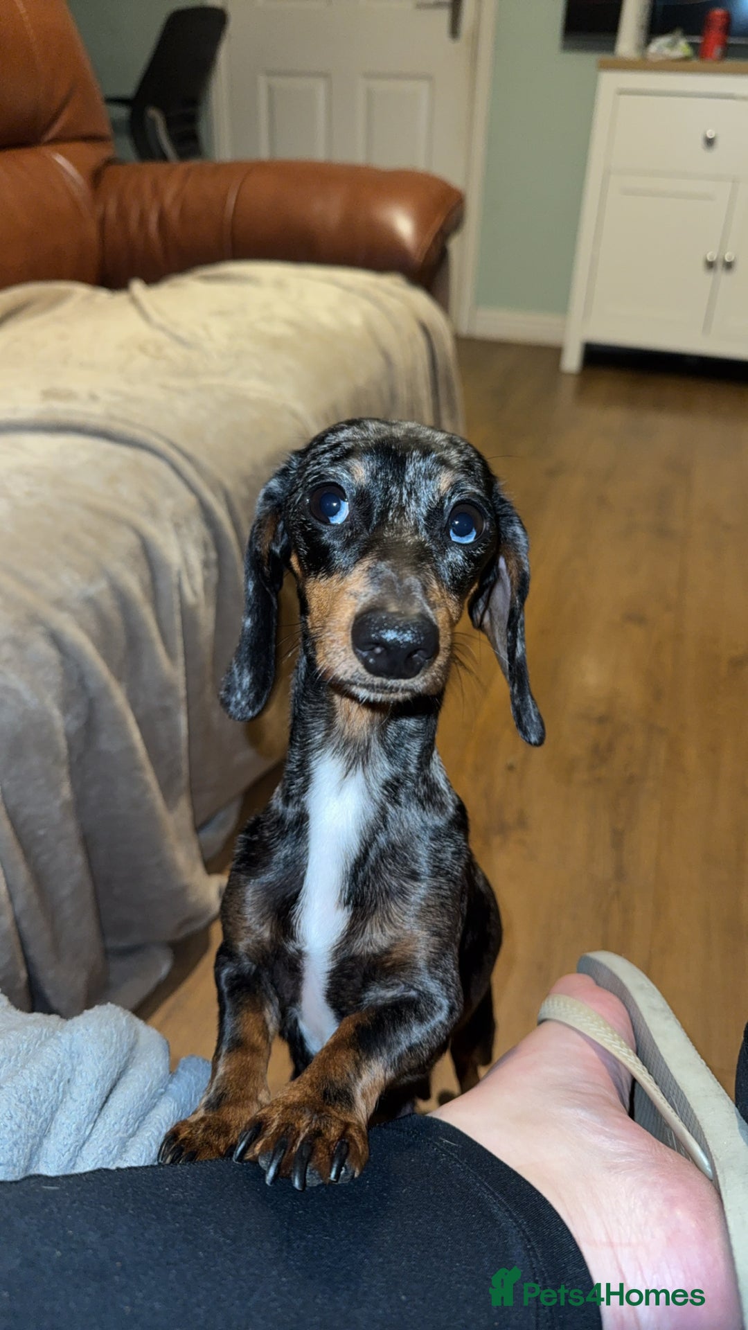 Dachshund dogs for sale: Dapple Dachshund Puppies - Image 3