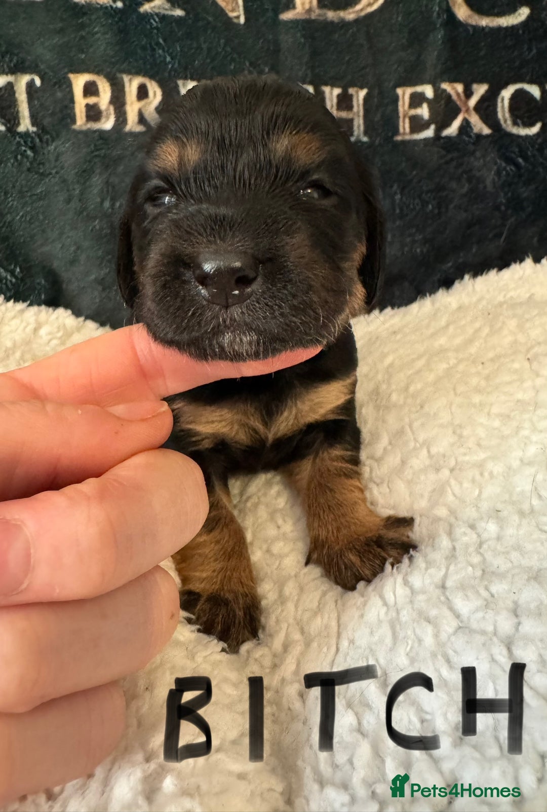 Cocker Spaniel dogs for sale: A gorgeous litter of WCS - Advert 15