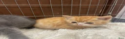 Mixed Breed cats for sale: 🐱 CUTEST KITTENS 🐱  - Advert 9