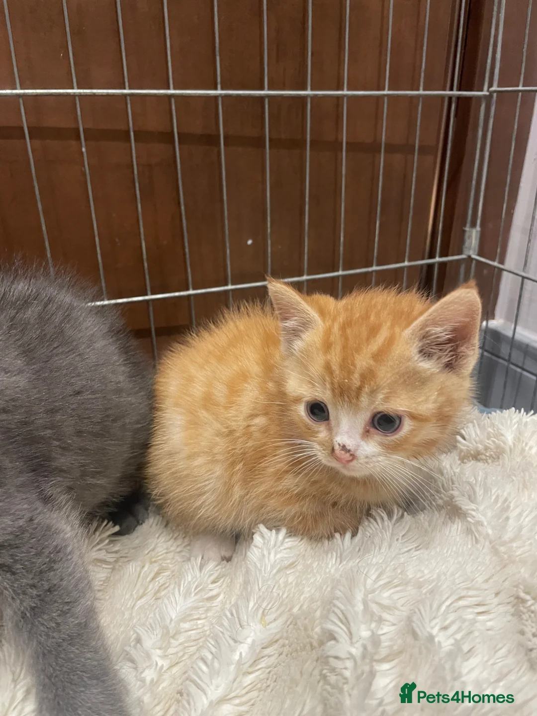Mixed Breed cats for sale: 🐱 CUTEST KITTENS 🐱  - Advert 9