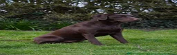 Labrador Retriever dogs for sale:  Kc Reg. Labrador Puppies- Waiting List Now Open - Advert 3