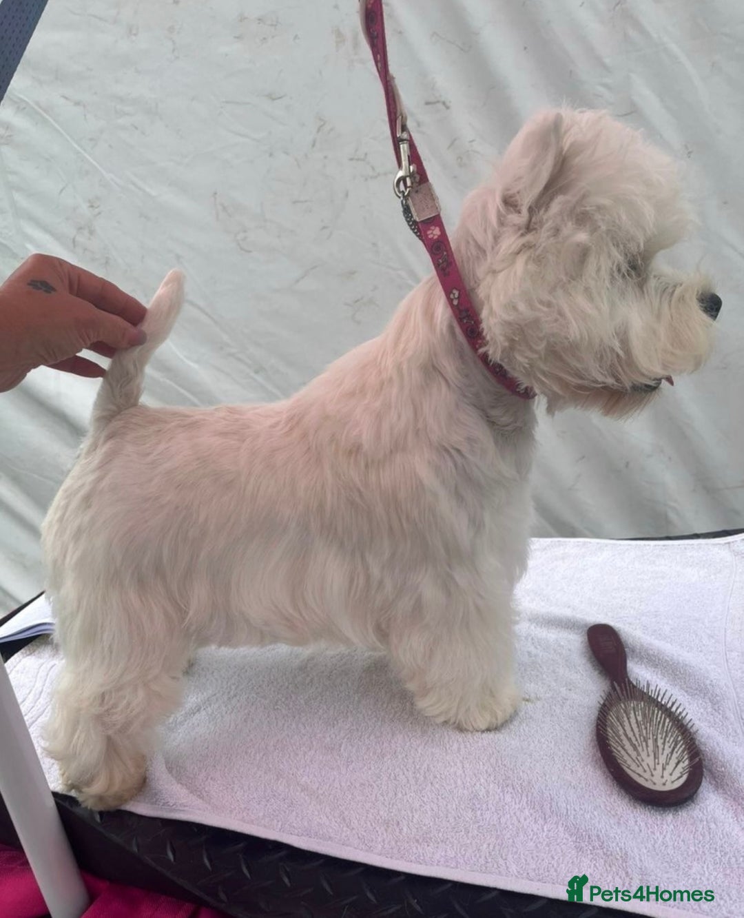 West Highland Terrier dogs for sale: Top Quality KC Westie Pups   - Image 4