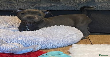 Staffordshire Bull Terrier dogs in Swansea - Advert 12