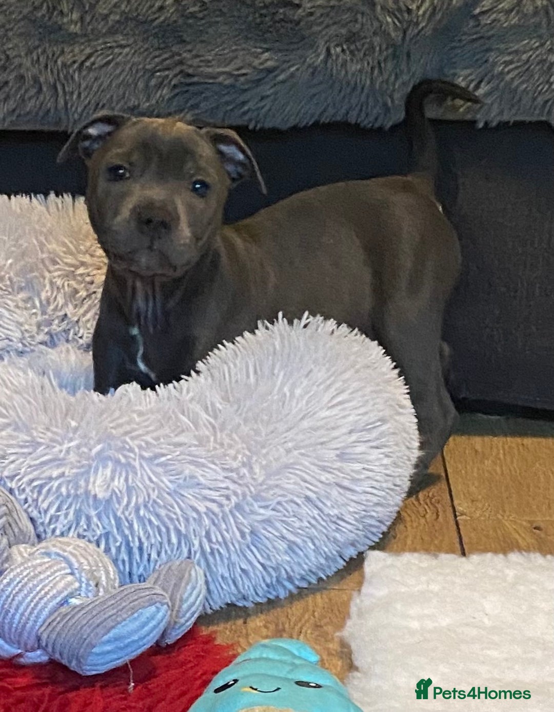 Staffordshire Bull Terrier dogs for sale: 🐾Reduced♥️World Famous Samtan Dozer & C in Swansea - Image 2