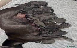 Staffordshire Bull Terrier dogs for sale: Blue staff puppies for sale  - Image 1