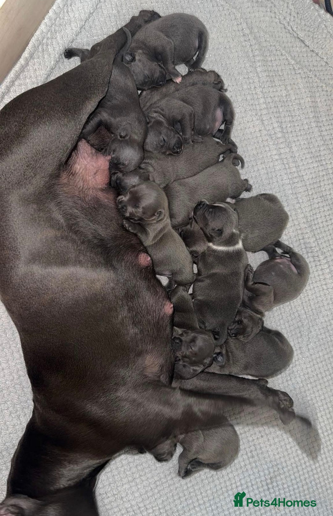 Staffordshire Bull Terrier dogs for sale: Blue staff puppies for sale  - Image 1