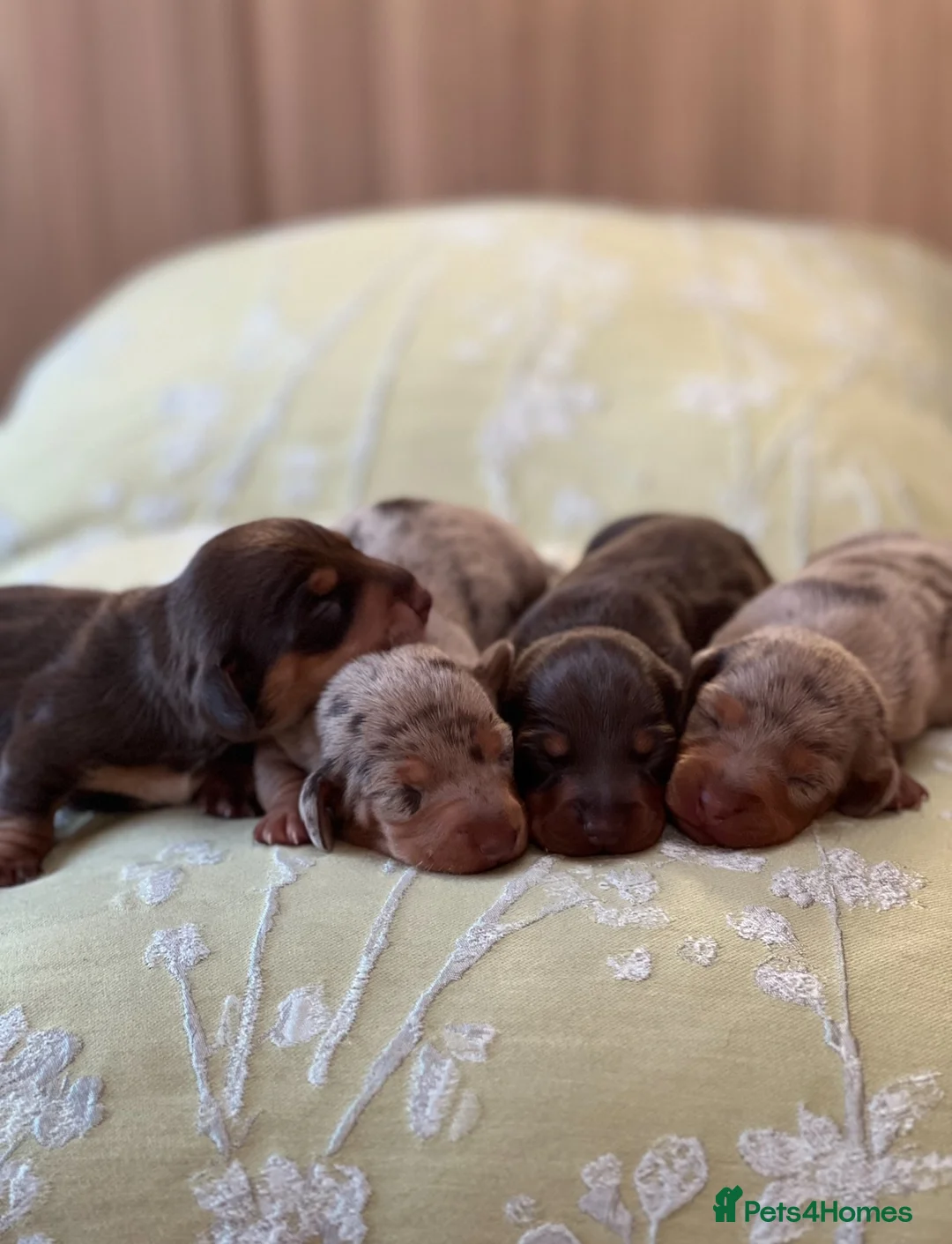 Miniature Dachshund dogs for sale: Beautiful miniature dachshund puppies - Advert 5