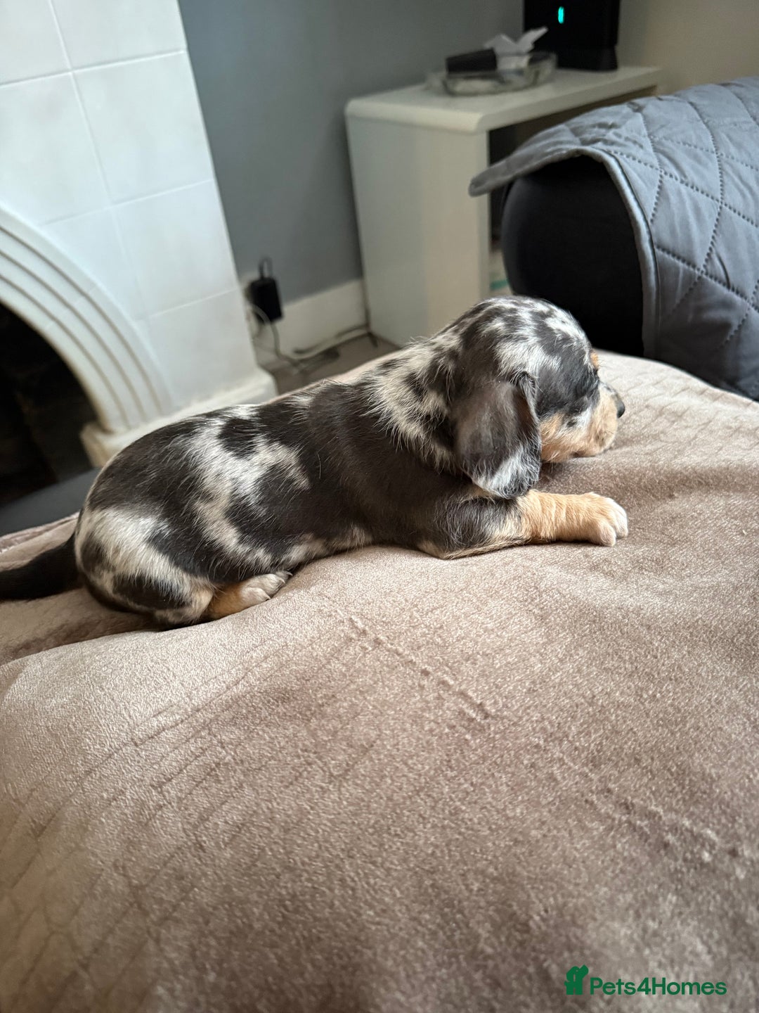 Mixed Breed dogs for sale: Doxiepoo  - Advert 3