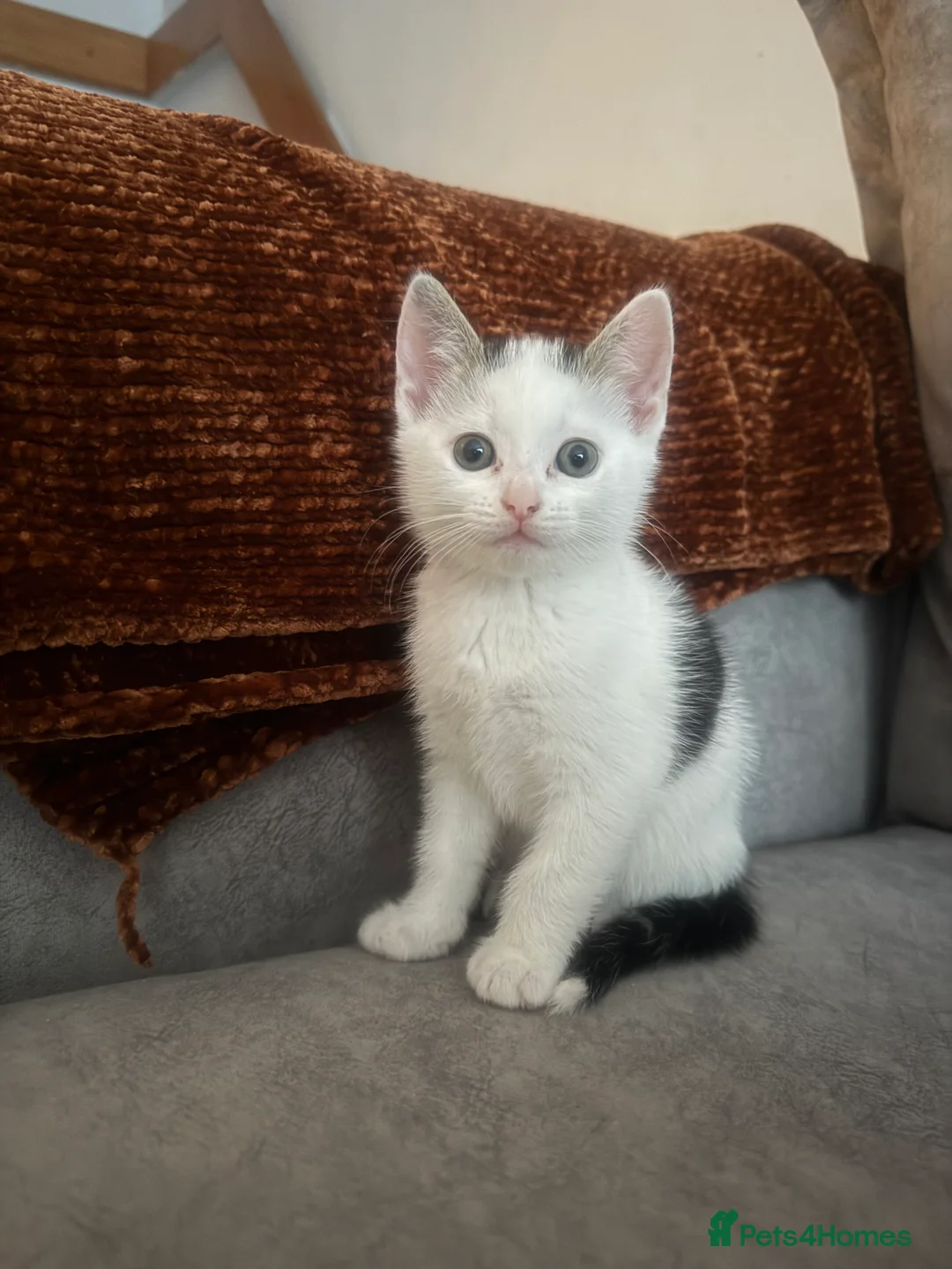 Domestic Shorthair cats for sale: Short Haired Kittens 2 Males & 1 Female Vaccinated - Advert 6