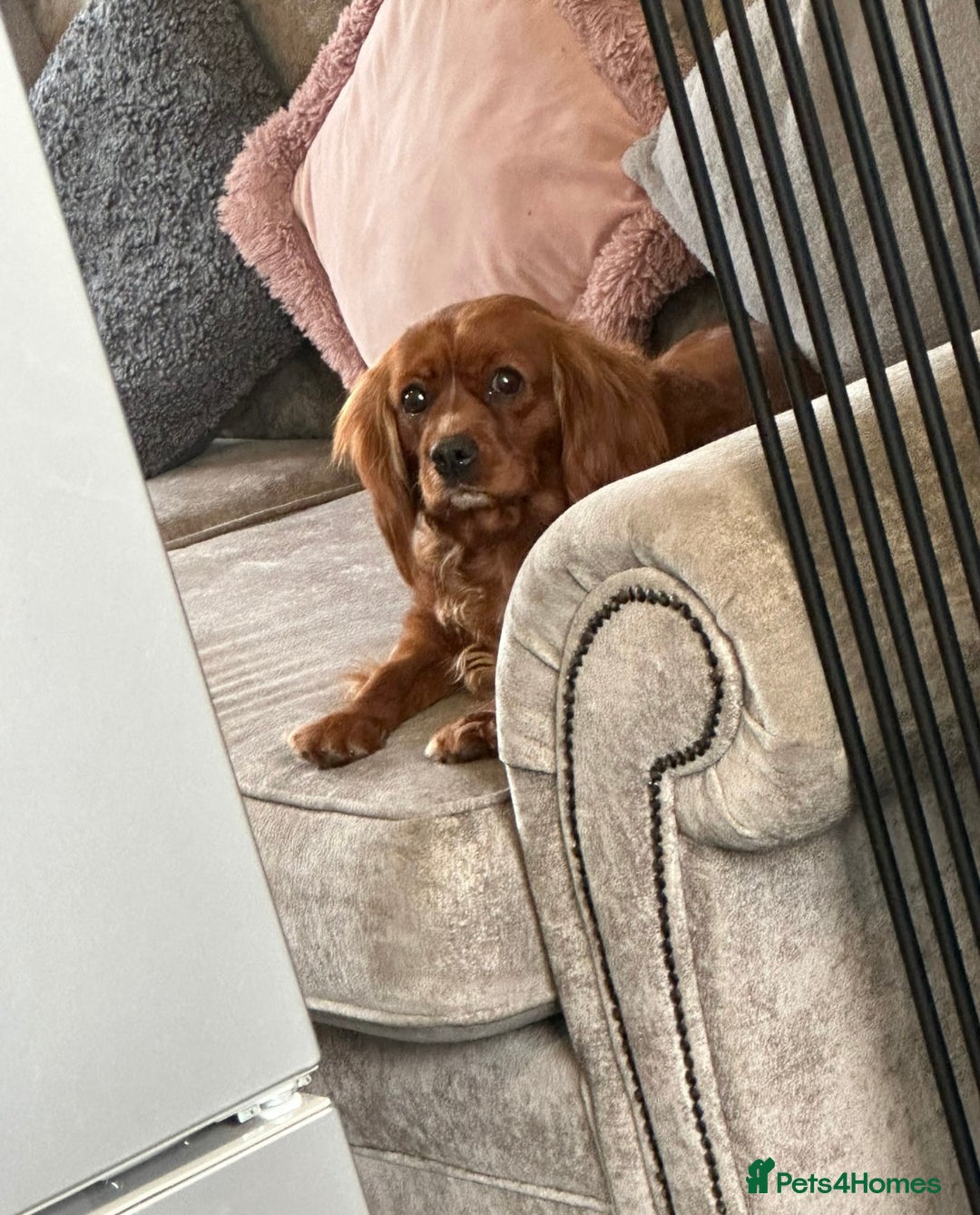 Cavapoo dogs for sale: Beautiful red cavapoos - Advert 2