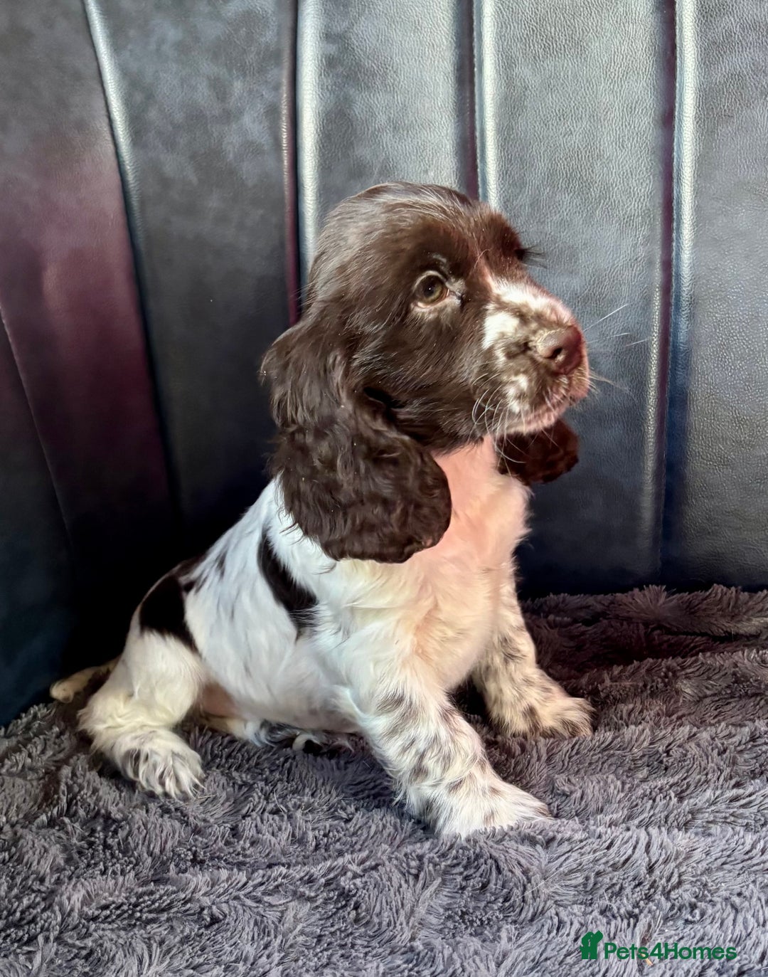 Cocker Spaniel dogs for sale: Ready Now! KC Show Type Cocker Spaniel Pups  - Image 2