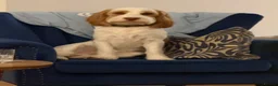 Cockapoo dogs for stud: Proven Male Cockapoo for Stud - Advert 2