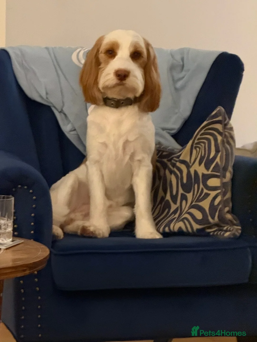 Cockapoo dogs for stud: Proven Male Cockapoo for Stud - Advert 2