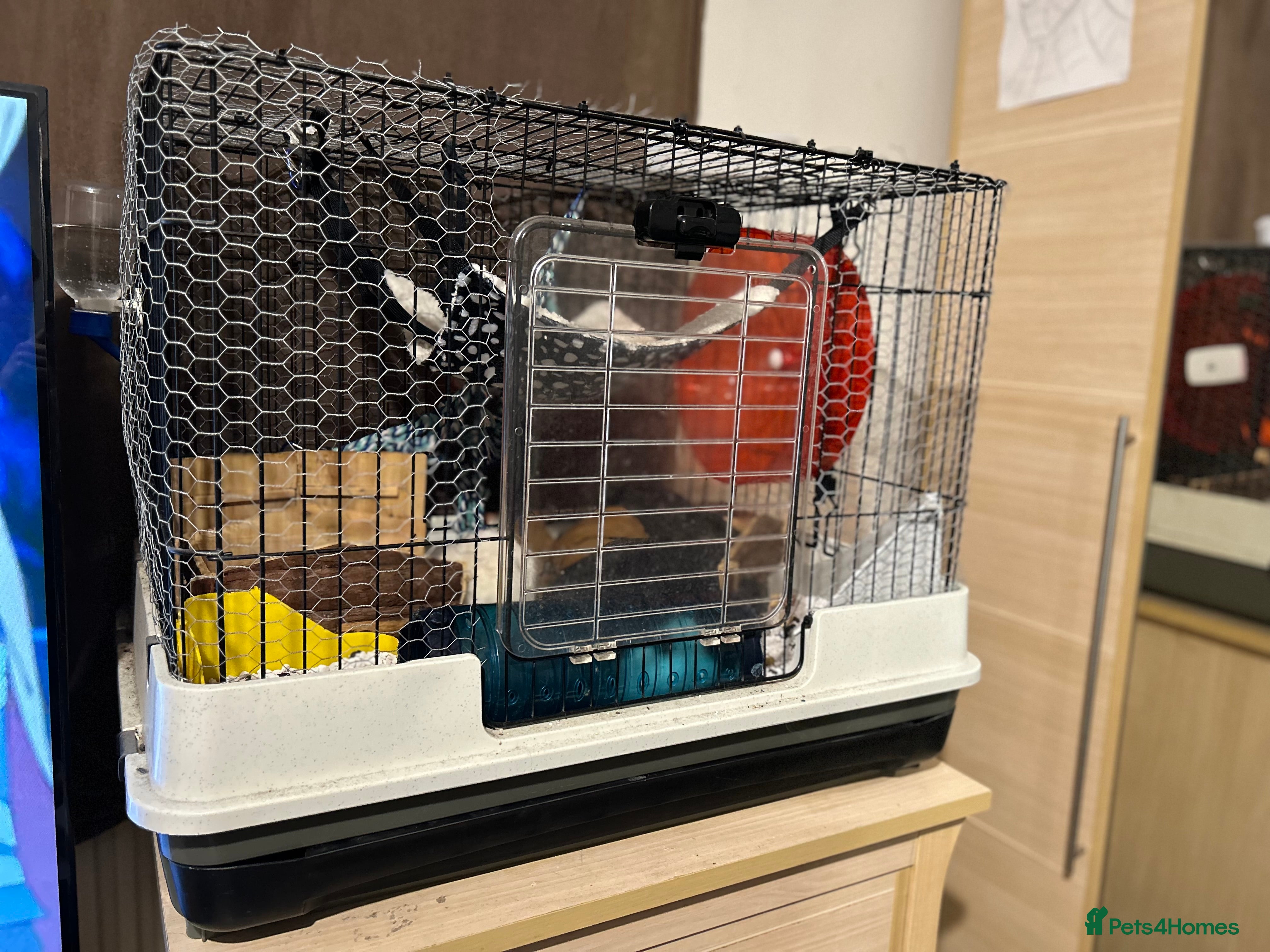 Rat rodents Bubble & Squeek - Advert 6