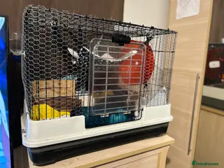 Rat rodents Bubble & Squeek - Advert 6