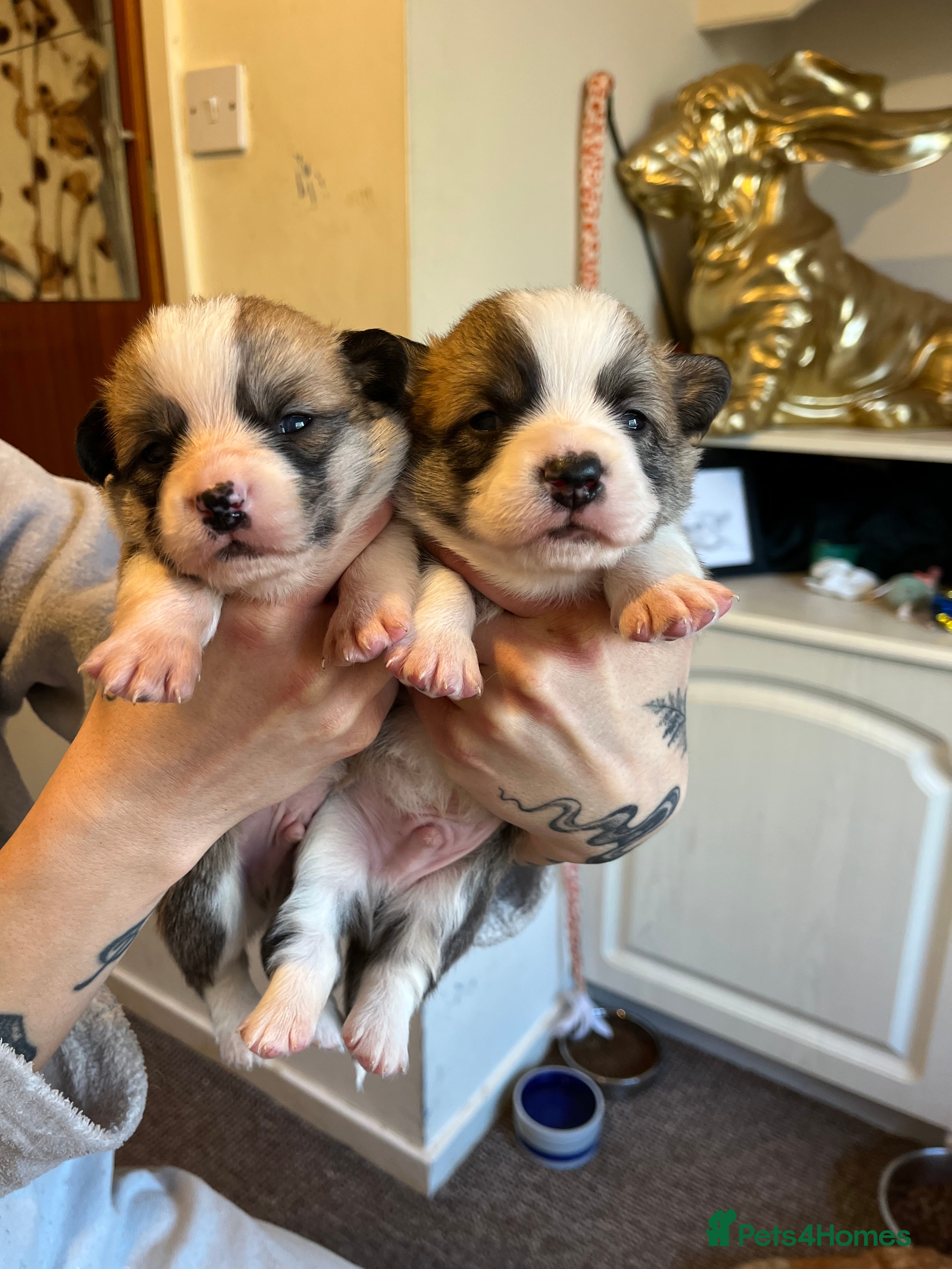 Welsh Corgi Pembroke dogs KC Welsh Pembrokeshire Corgi Boy puppies - Advert 6