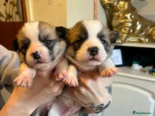 Welsh Corgi Pembroke dogs KC Welsh Pembrokeshire Corgi Boy puppies - Advert 6