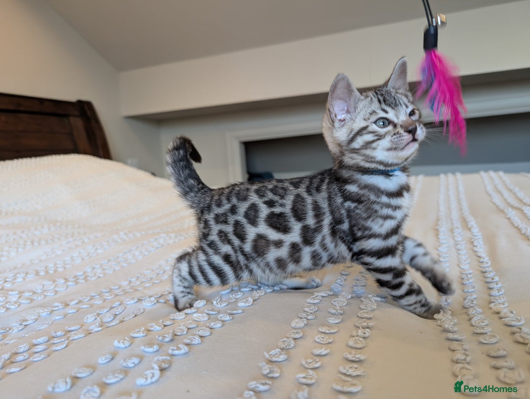 Bengal cats for sale: 🤍🩶🖤 Beautiful Bengal Kittens 🖤🩶🤍 - Image 23