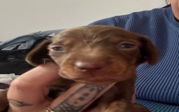 Miniature Dachshund dogs for sale: Miniature smooth haired dachshund  - Image 10