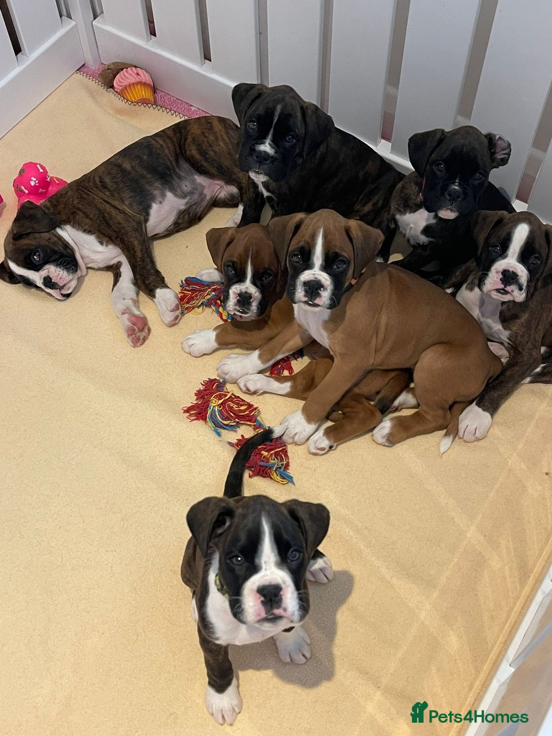 Boxer dogs for stud: Kc Registered and Heart scored Stud dog in Herne Bay - Advert 17