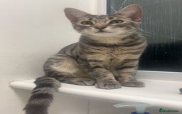 Mixed Breed cats for adoption: Baby shark (rescue kitten) needs a forever home - Image 1