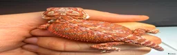 Bearded Dragon reptiles for sale: Stunning Baby Bearded Dragons – Monster x Spanish  - Advert 14