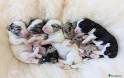 Bernedoodle dogs for sale: Join our waiting list - Image 1