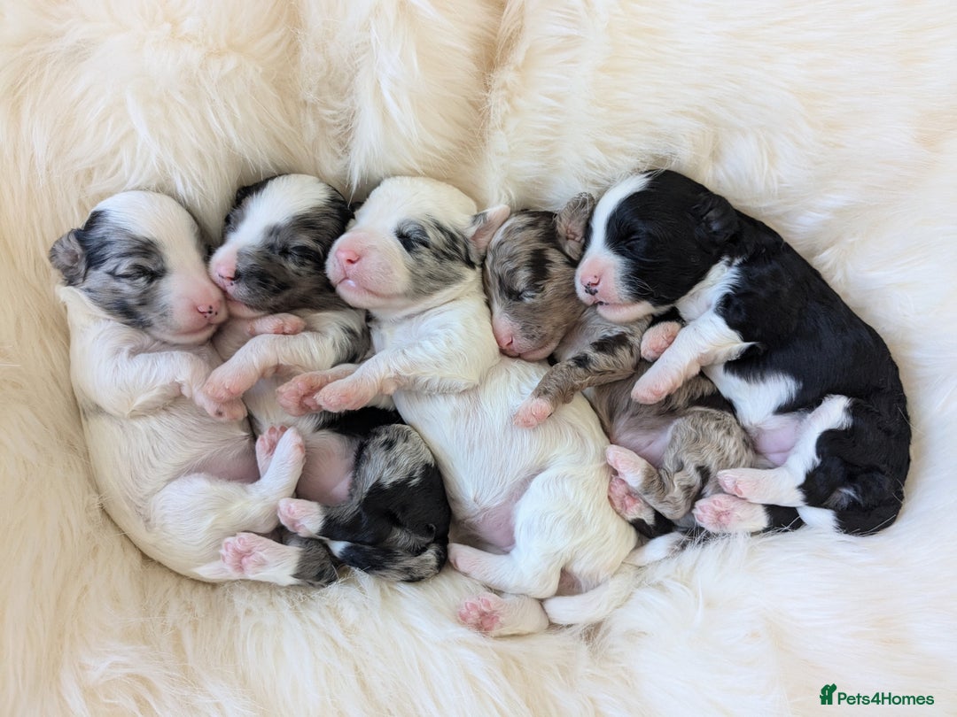 Bernedoodle dogs for sale: Join our waiting list - Image 1