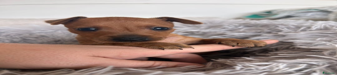 Miniature Pinscher Puppy 5