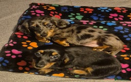 Miniature Dachshund dogs for sale: ⚜️KC PRA clear Miniature Dachshund Puppies  - Image 17