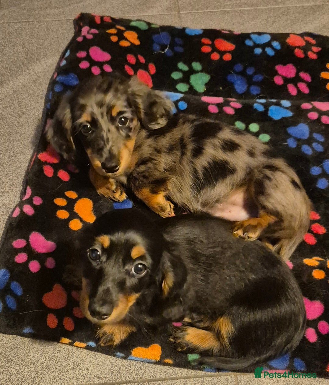 Miniature Dachshund dogs for sale: ⚜️KC PRA clear Miniature Dachshund Puppies  - Image 17