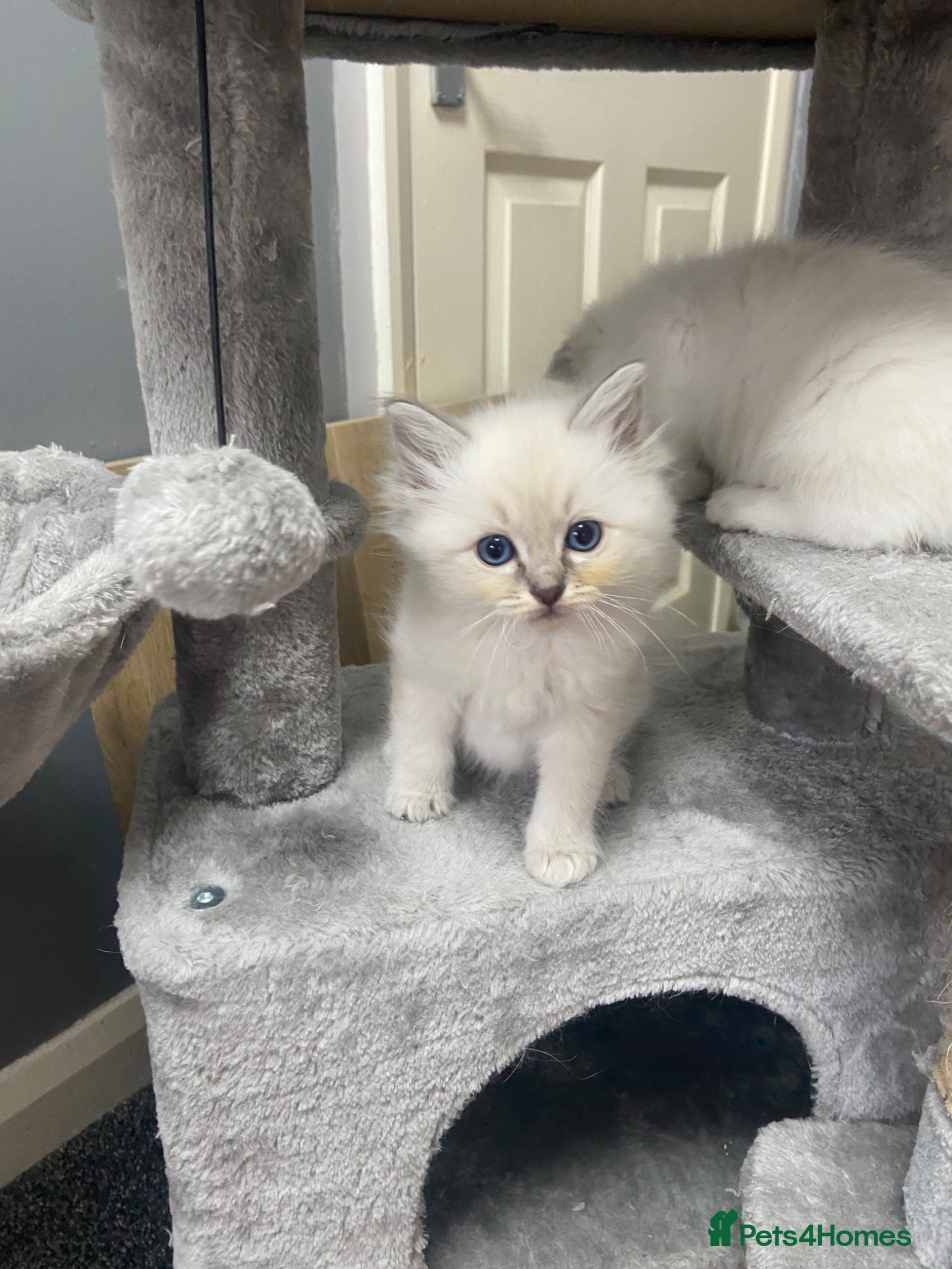 Ragdoll cats One little girl now available  - Advert 3