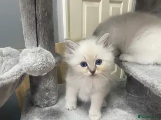 Ragdoll cats One little girl now available - Advert 3