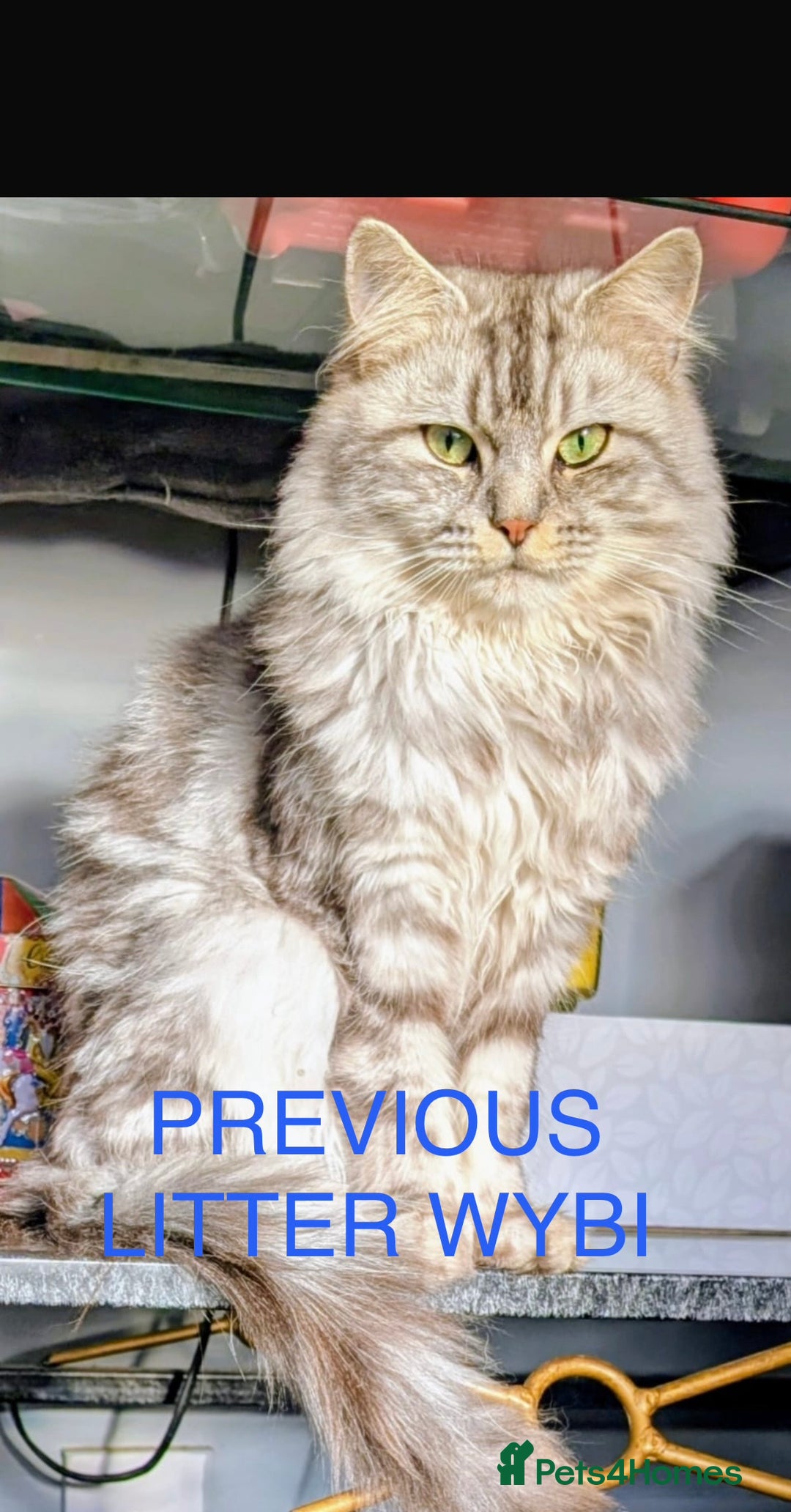 Persian cats for sale: Stunning Persian X maincoon kittens - Advert 21